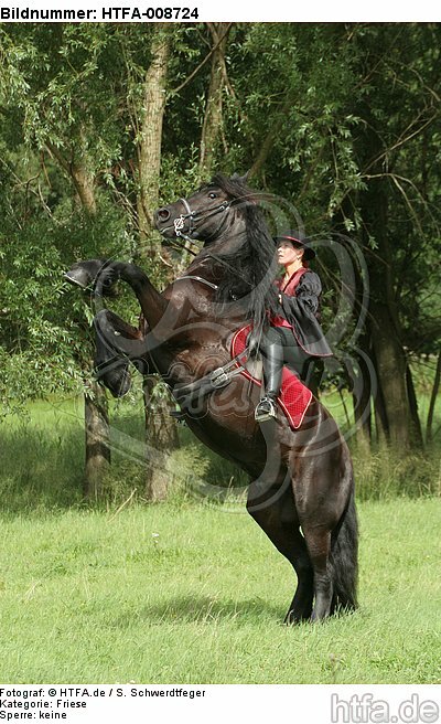 Frau reitet Friese / woman rides friesian horse / HTFA-008724