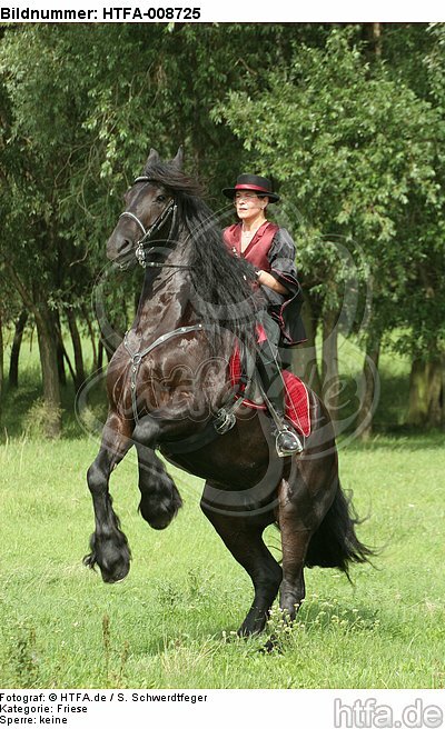 Frau reitet Friese / woman rides friesian horse / HTFA-008725