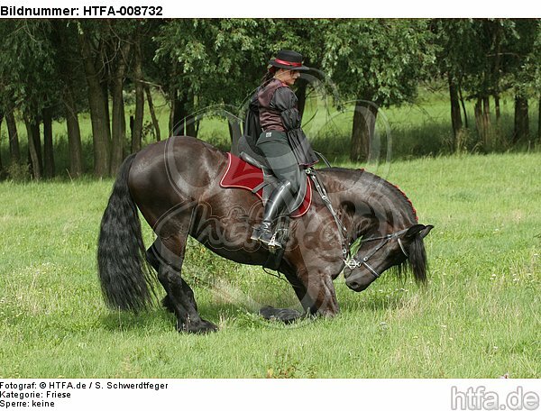 Frau reitet Friese / woman rides friesian horse / HTFA-008732