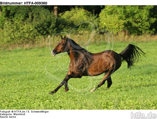 galoppierendes Warmblut / galloping warmblood / HTFA-009360