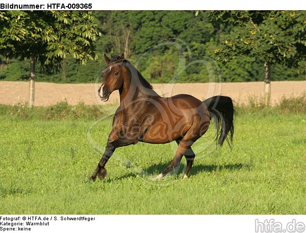 galoppierendes Warmblut / galloping warmblood / HTFA-009365