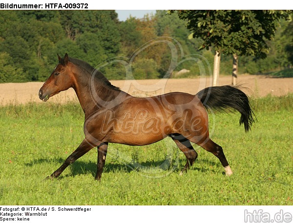 galoppierendes Warmblut / galloping warmblood / HTFA-009372