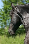 Friese Portrait / friesian horse portrait