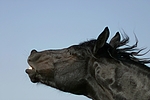 flehmender Friese / flehming friesian horse