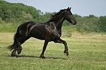trabender Friese / trotting friesian horse
