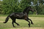 galoppierender Friese / galloping friesian horse