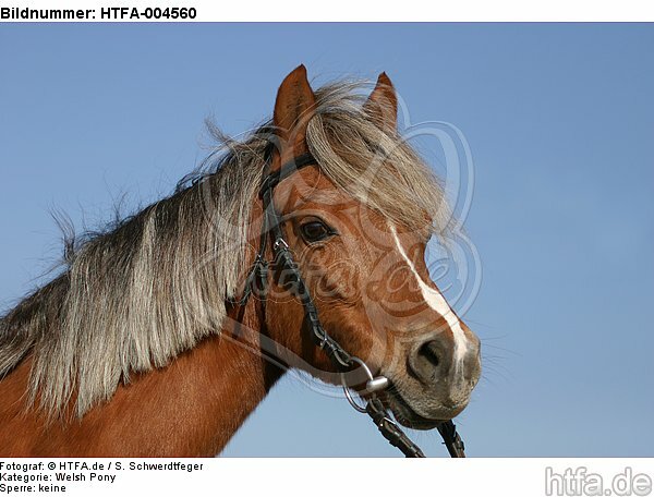 Welsh Pony / HTFA-004560