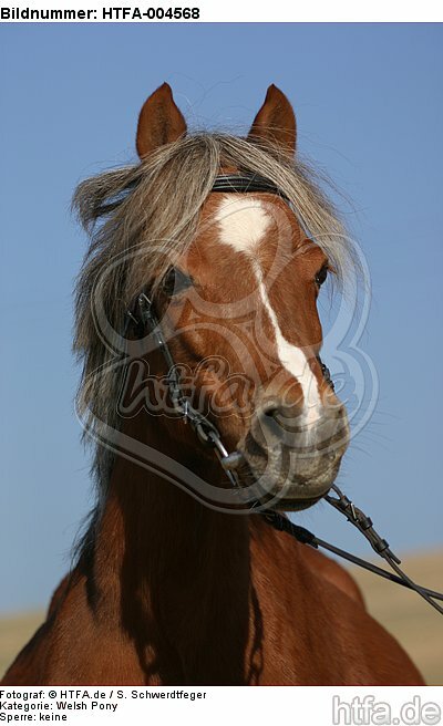 Welsh Pony / HTFA-004568