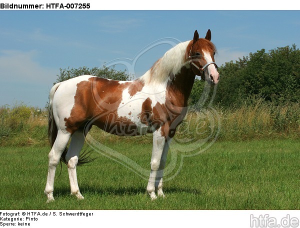 Pinto Hengst / pinto stallion / HTFA-007255