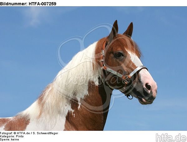 Pinto Hengst / pinto stallion / HTFA-007259