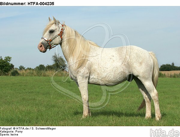 Pony / HTFA-004235