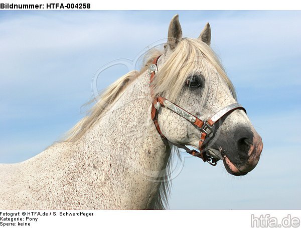 Pony / HTFA-004258