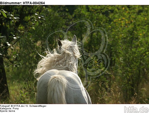 Pony / HTFA-004264