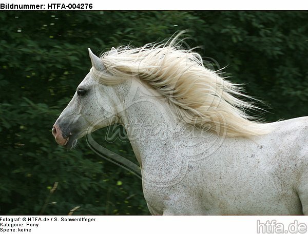 Pony / HTFA-004276