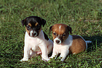 Jack Russell Terrier Welpen / jack russell terrier puppies