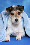 Parson Russell Terrier