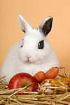 Zwergkaninchen / dwarf rabbit