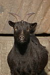 Zwergziege / pygmy goat