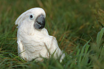 Kakadu im Gras / cockatoo in grass