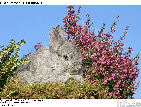 junges Angorakaninchen / young rabbit / HTFA-005461