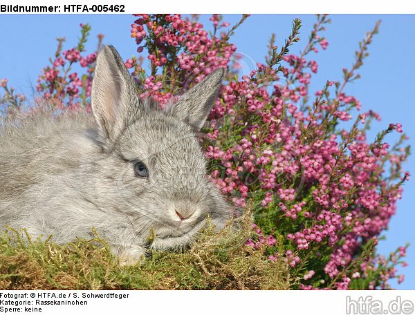 junges Angorakaninchen / young rabbit / HTFA-005462