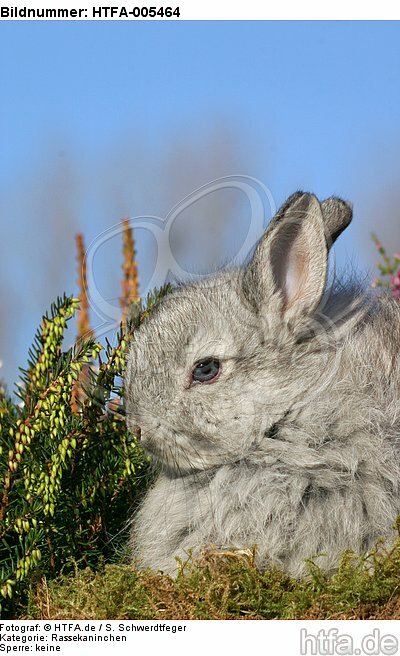 junges Angorakaninchen / young rabbit / HTFA-005464
