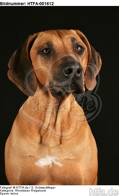 Rhodesian Ridgeback / HTFA-001612