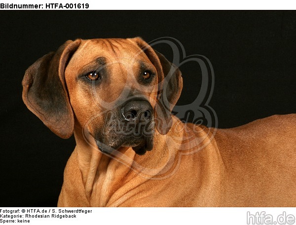 Rhodesian Ridgeback / HTFA-001619