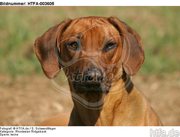 Rhodesian Ridgeback / HTFA-003605