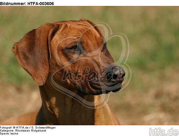 Rhodesian Ridgeback / HTFA-003606