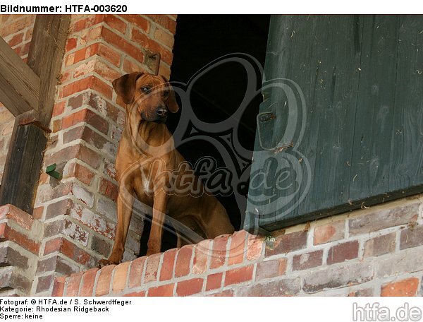 Rhodesian Ridgeback / HTFA-003620