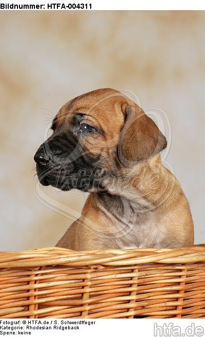 Rhodesian Ridgeback Welpe / rhodesian ridgeback puppy / HTFA-004311