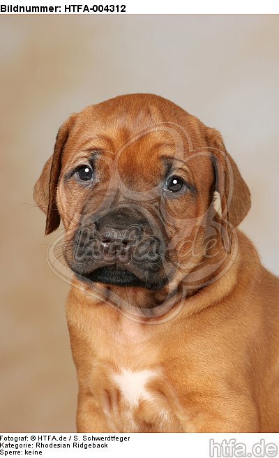 Rhodesian Ridgeback Welpe / rhodesian ridgeback puppy / HTFA-004312