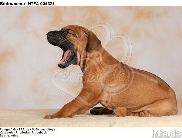 Rhodesian Ridgeback Welpe / rhodesian ridgeback puppy / HTFA-004321