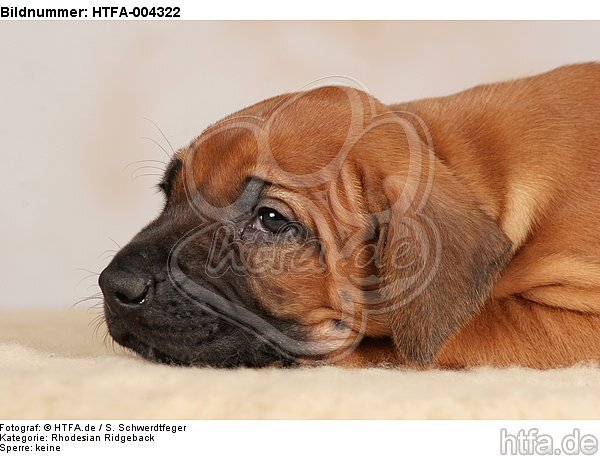 Rhodesian Ridgeback Welpe / rhodesian ridgeback puppy / HTFA-004322