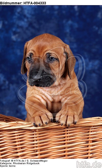 Rhodesian Ridgeback Welpe / rhodesian ridgeback puppy / HTFA-004333