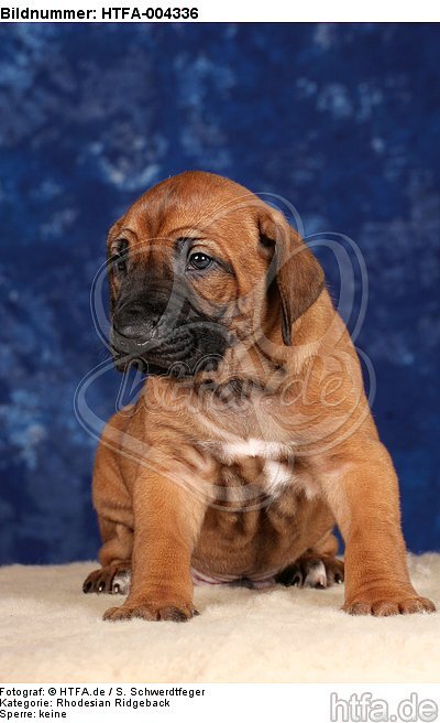 Rhodesian Ridgeback Welpe / rhodesian ridgeback puppy / HTFA-004336