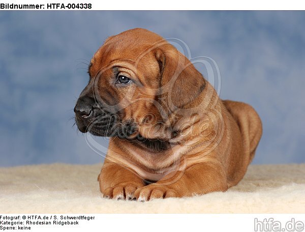 Rhodesian Ridgeback Welpe / rhodesian ridgeback puppy / HTFA-004338