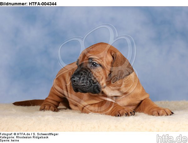 Rhodesian Ridgeback Welpe / rhodesian ridgeback puppy / HTFA-004344