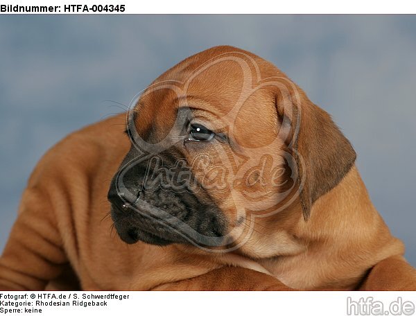 Rhodesian Ridgeback Welpe / rhodesian ridgeback puppy / HTFA-004345