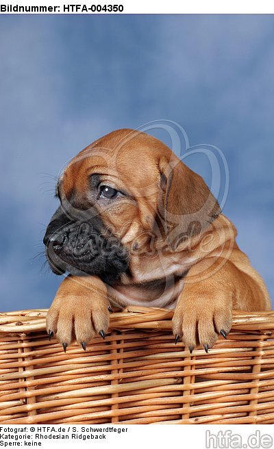 Rhodesian Ridgeback Welpe / rhodesian ridgeback puppy / HTFA-004350