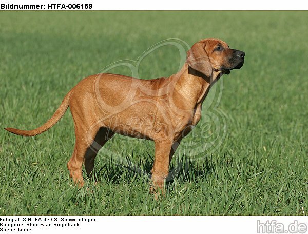 Rhodesian Ridgeback Welpe / rhodesian ridgeback puppy / HTFA-006159