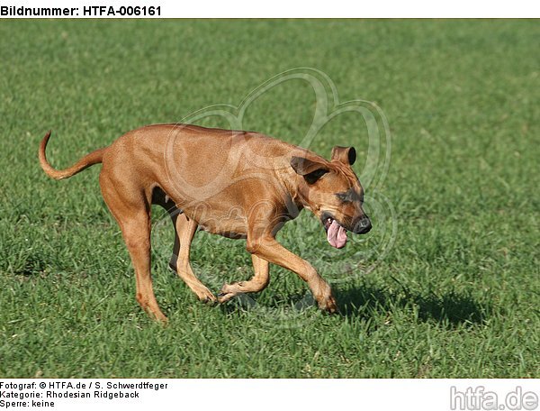 Rhodesian Ridgeback / HTFA-006161