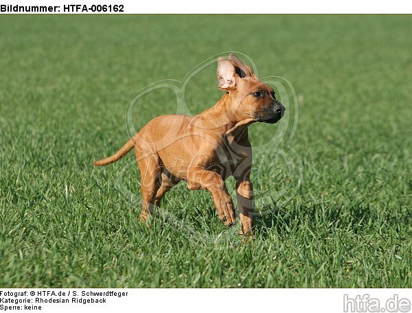 Rhodesian Ridgeback Welpe / rhodesian ridgeback puppy / HTFA-006162