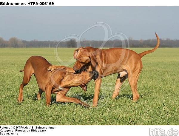 Rhodesian Ridgebacks / HTFA-006169