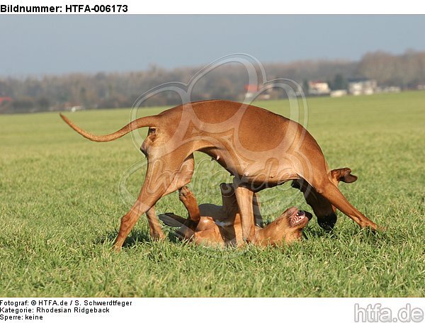 Rhodesian Ridgebacks / HTFA-006173