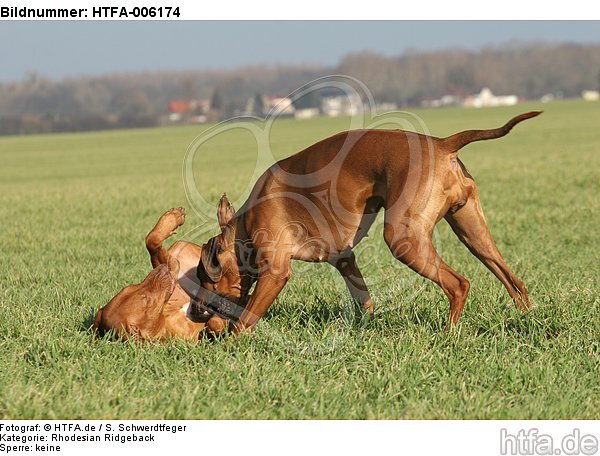 Rhodesian Ridgebacks / HTFA-006174