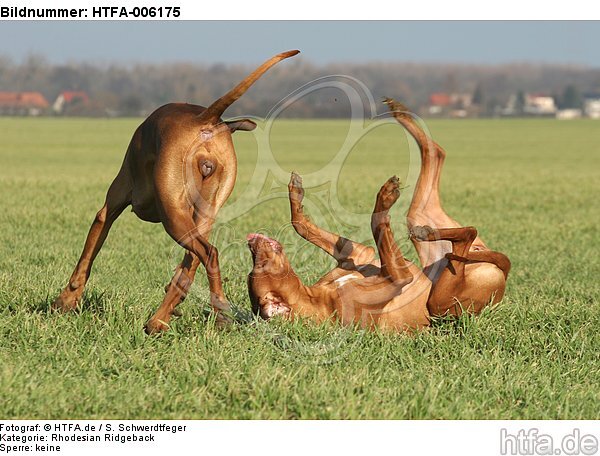 Rhodesian Ridgebacks / HTFA-006175