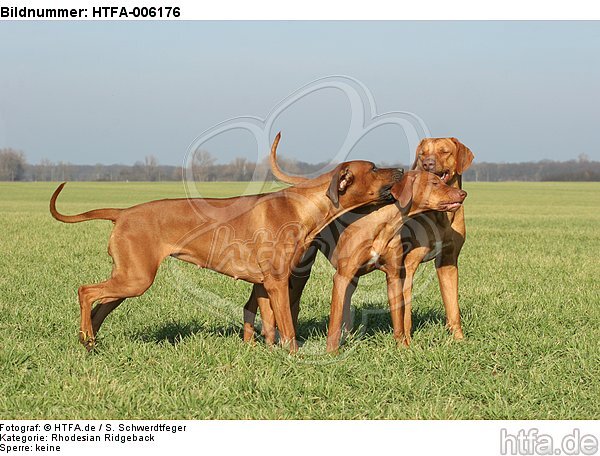 Rhodesian Ridgebacks / HTFA-006176