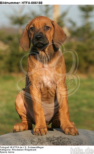 Rhodesian Ridgeback Welpe / rhodesian ridgeback puppy / HTFA-006188